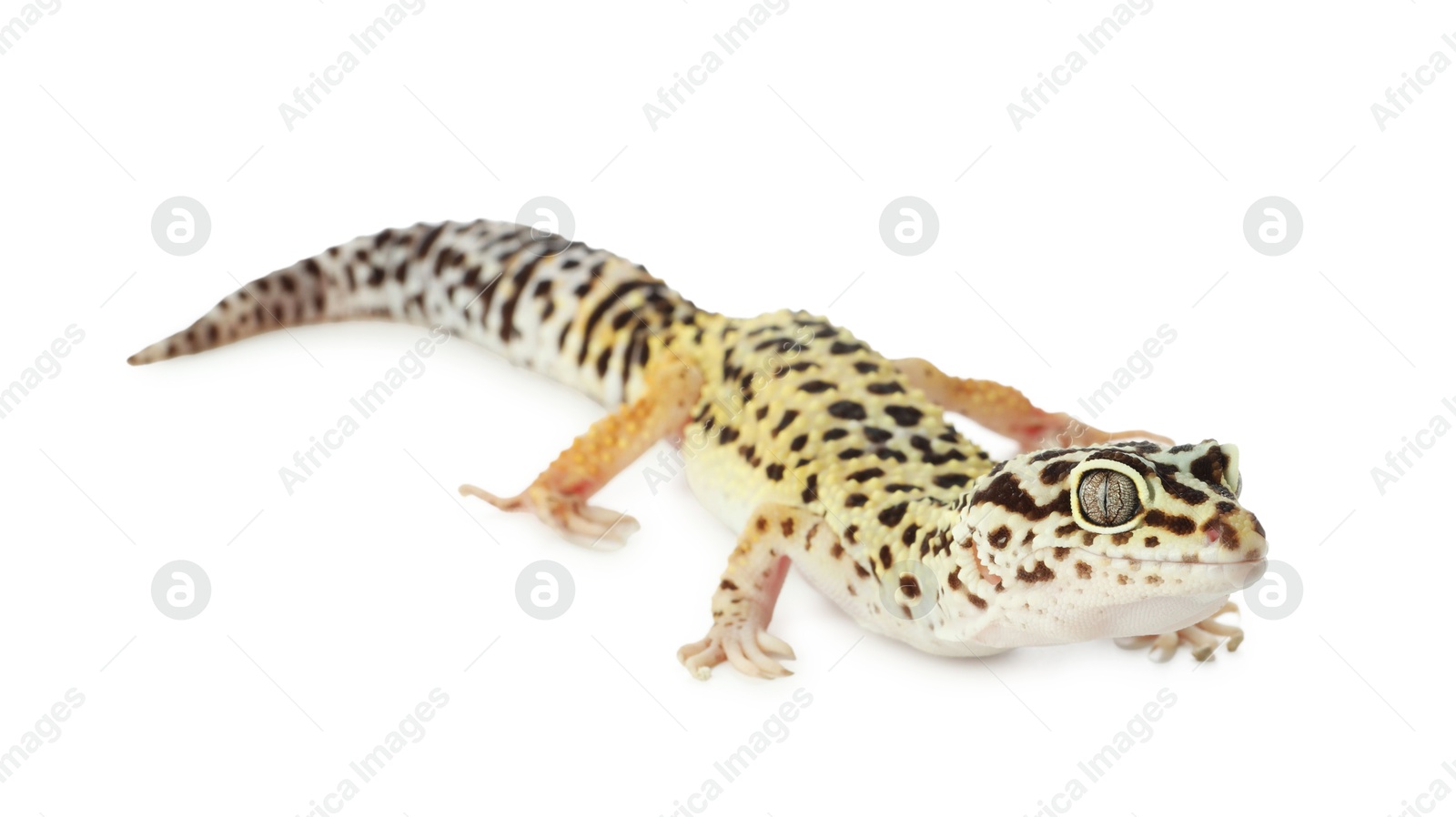 Photo of One beautiful gecko isolated on white. Exotic pet