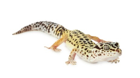 One beautiful gecko isolated on white. Exotic pet