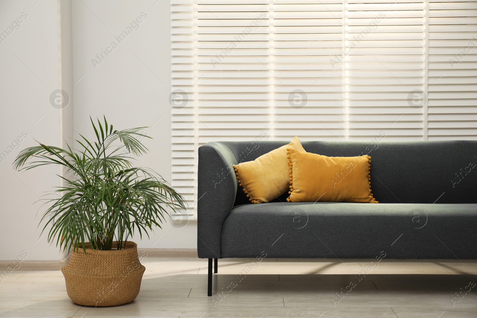 Photo of Comfortable couch and green plant near light wall indoors. Interior design