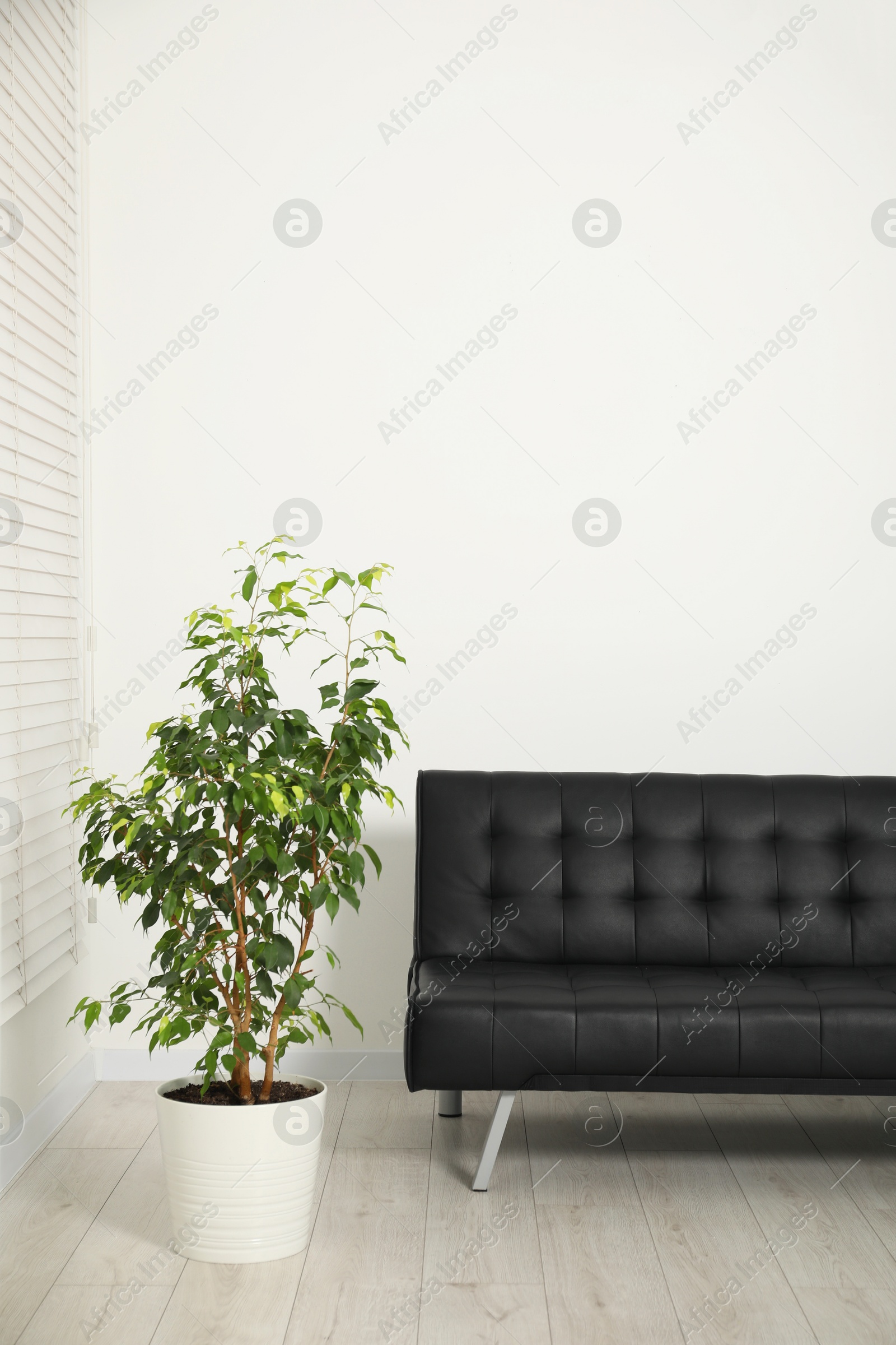 Photo of Comfortable couch and green plant near light wall indoors. Interior design