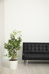 Photo of Comfortable couch and green plant near light wall indoors. Interior design