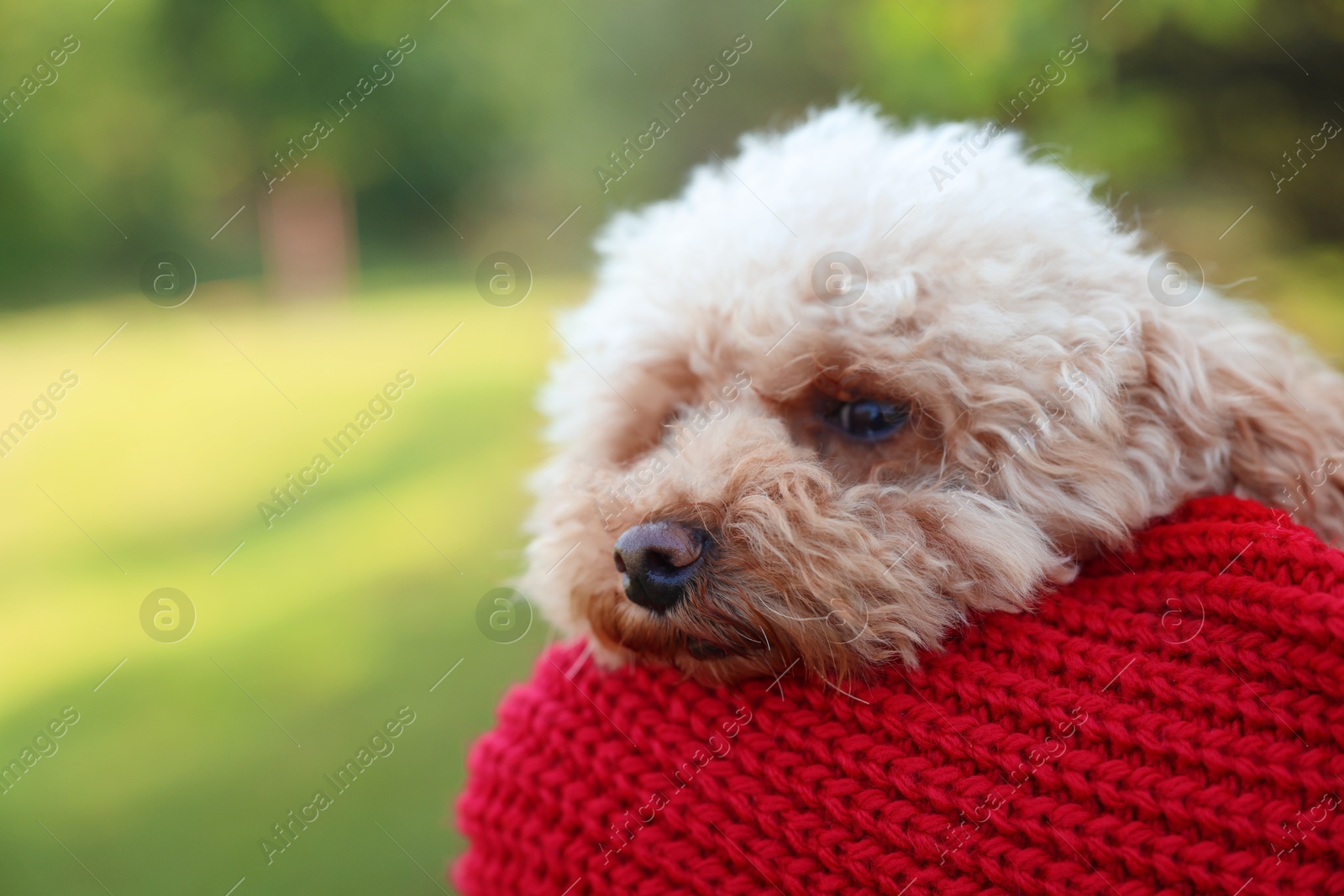 Photo of Cute dog in warm scarf on blurred background. Space for text