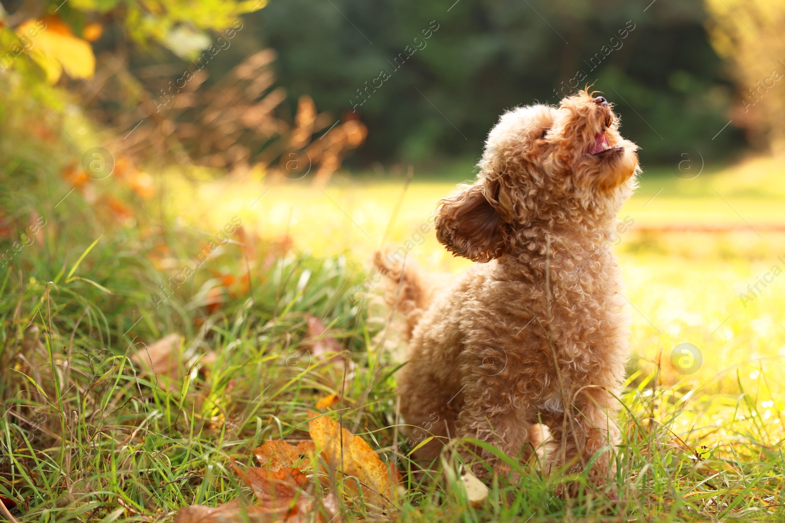 Photo of Cute dog among fallen leaves in autumn park