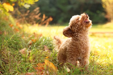 Cute dog among fallen leaves in autumn park