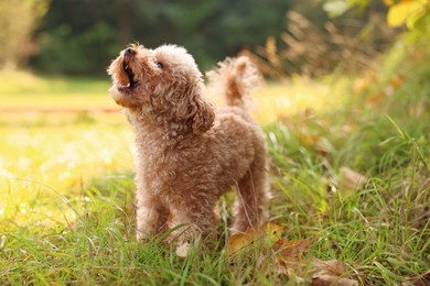 Cute dog among fallen leaves in autumn park