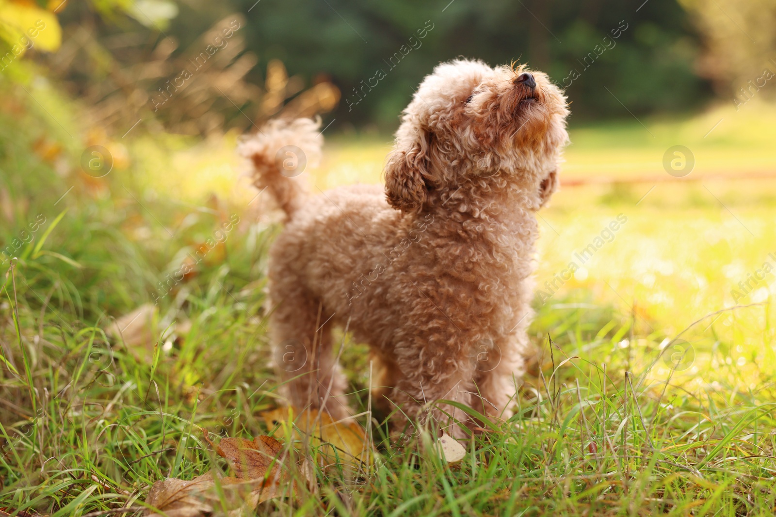 Photo of Cute dog among fallen leaves in autumn park