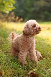 Cute dog among fallen leaves in autumn park