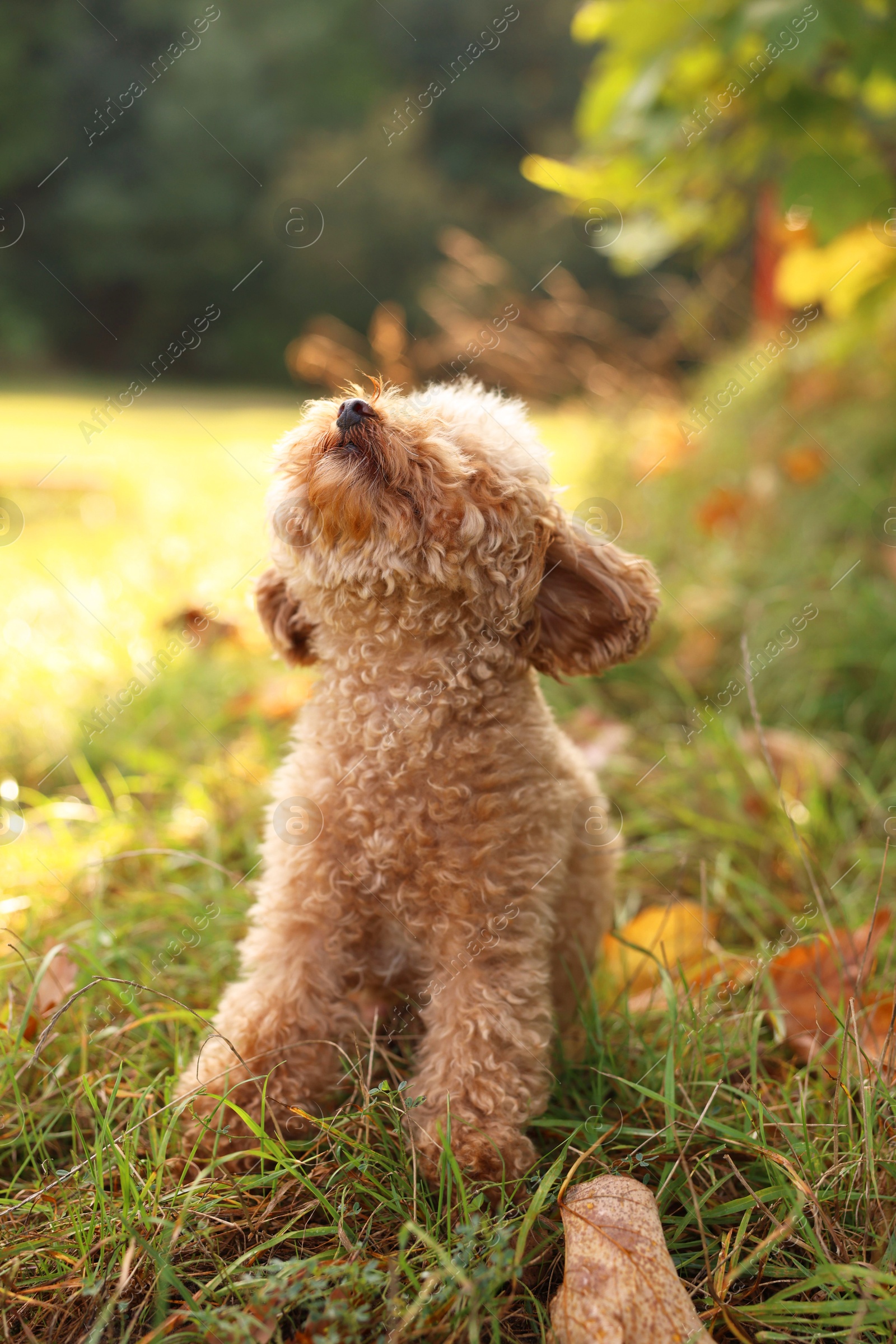 Photo of Cute dog among fallen leaves in autumn park