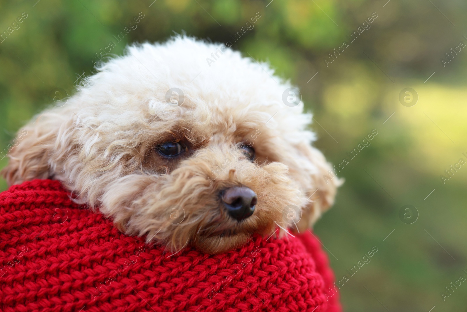 Photo of Cute dog in warm scarf on blurred background