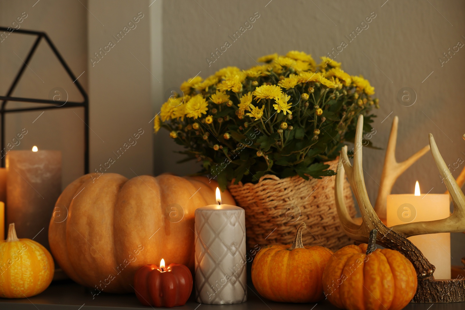 Photo of Different burning candles, flowers and pumpkins on shelf indoors. Autumn atmosphere