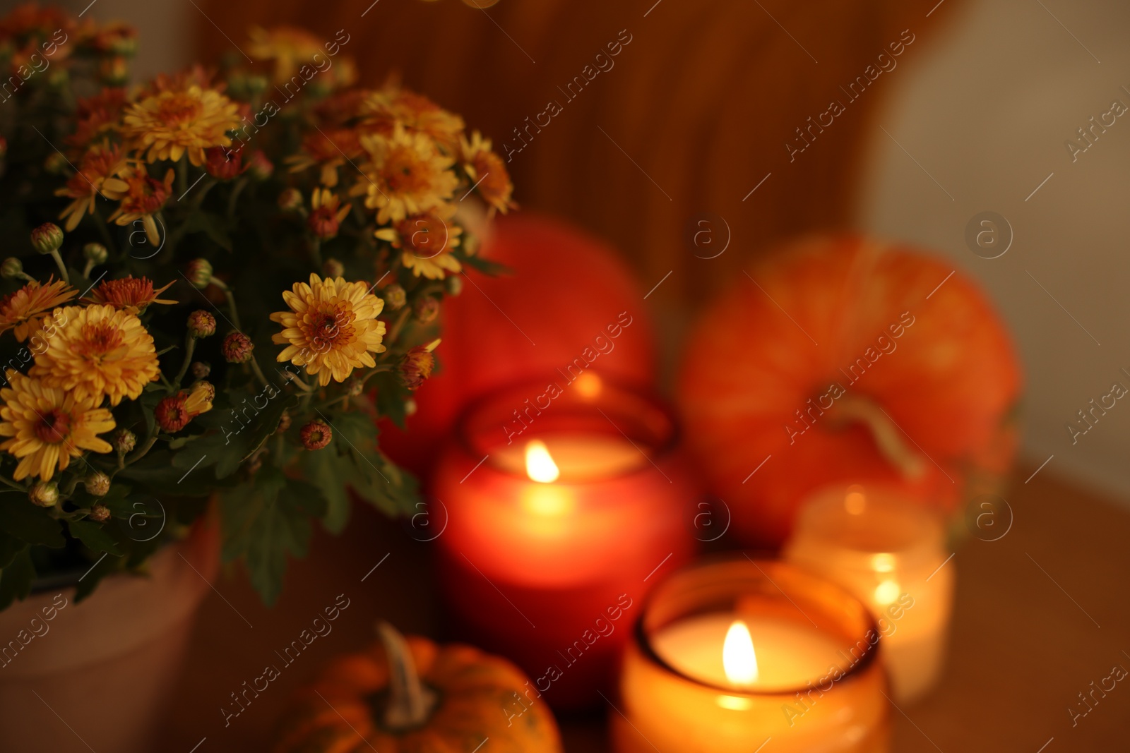 Photo of Burning candles, flowers and pumpkins indoors, closeup. Autumn atmosphere