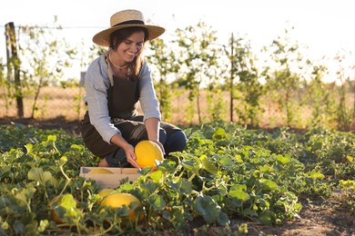 Photo of Smiling woman picking ripe melons into wooden crate in field, space for text