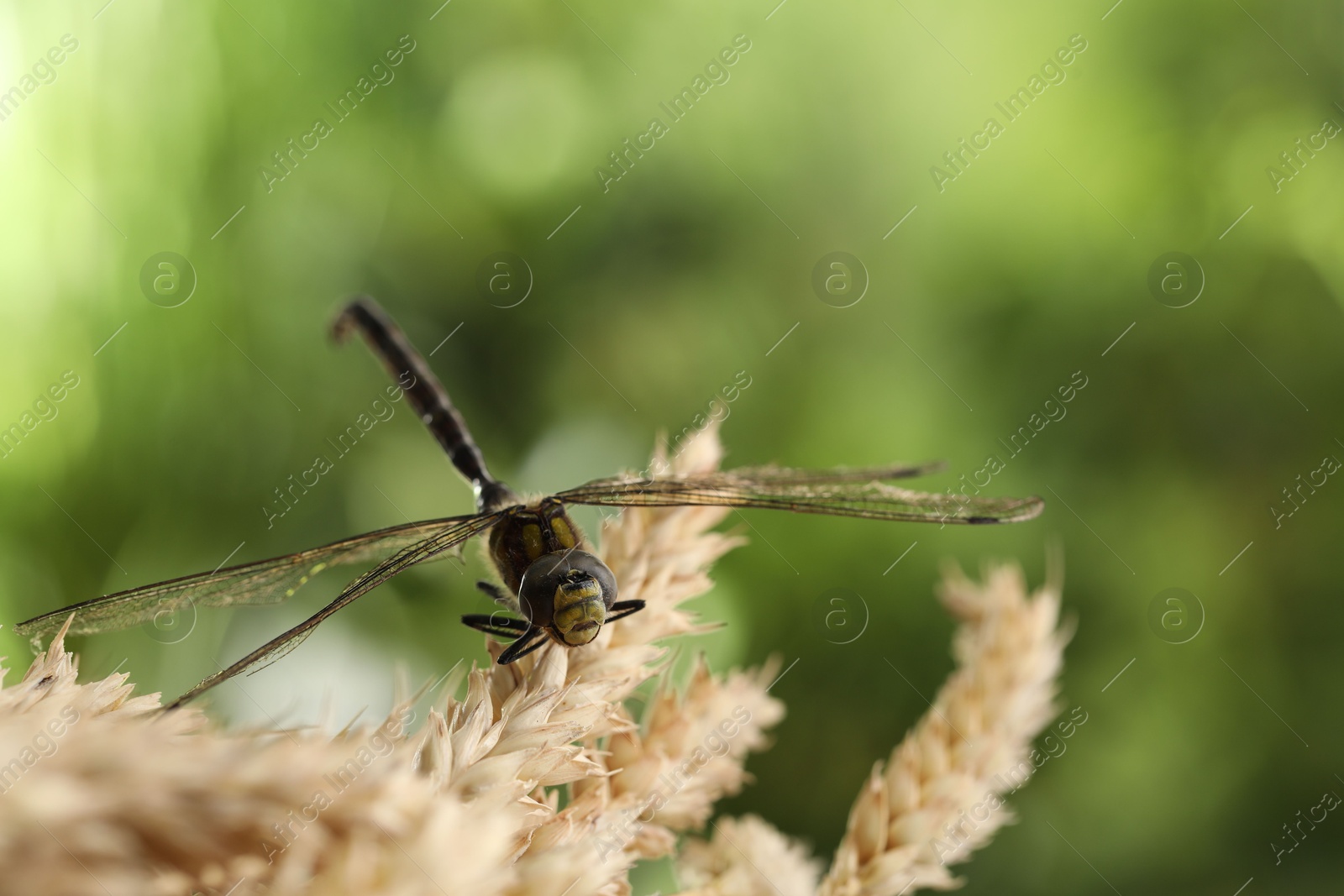 Photo of Beautiful dragonfly and spikes against blurred green background, macro view