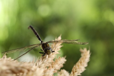 Photo of Beautiful dragonfly and spikes against blurred green background, macro view