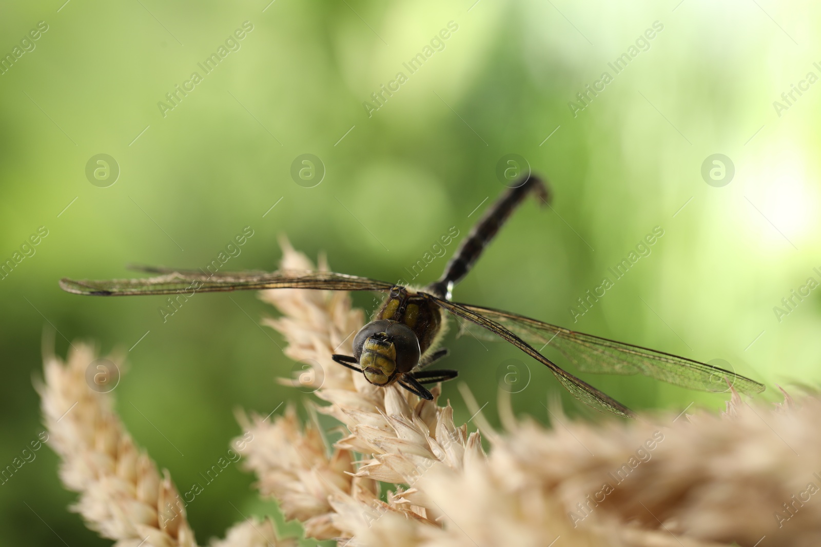 Photo of Beautiful dragonfly and spikes against blurred green background, macro view