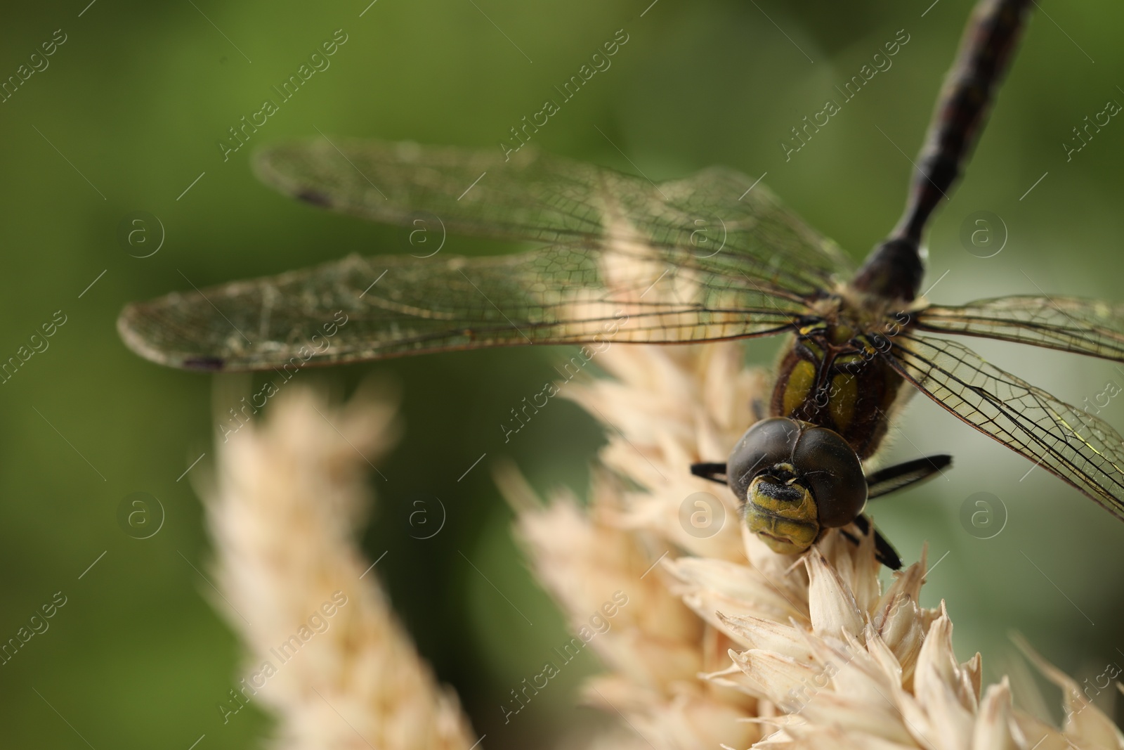 Photo of Beautiful dragonfly and spikes against blurred green background, macro view