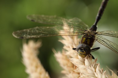 Photo of Beautiful dragonfly and spikes against blurred green background, macro view