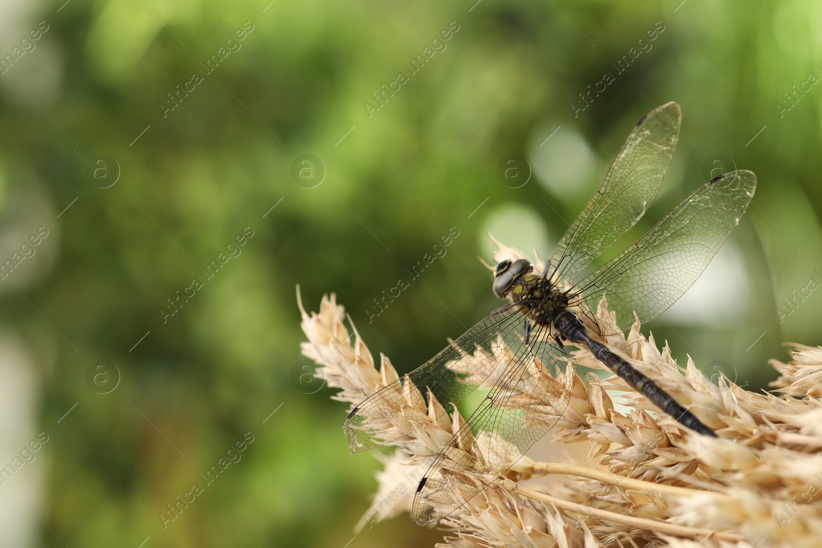 Photo of Beautiful dragonfly and spikes against blurred green background, macro view. Space for text