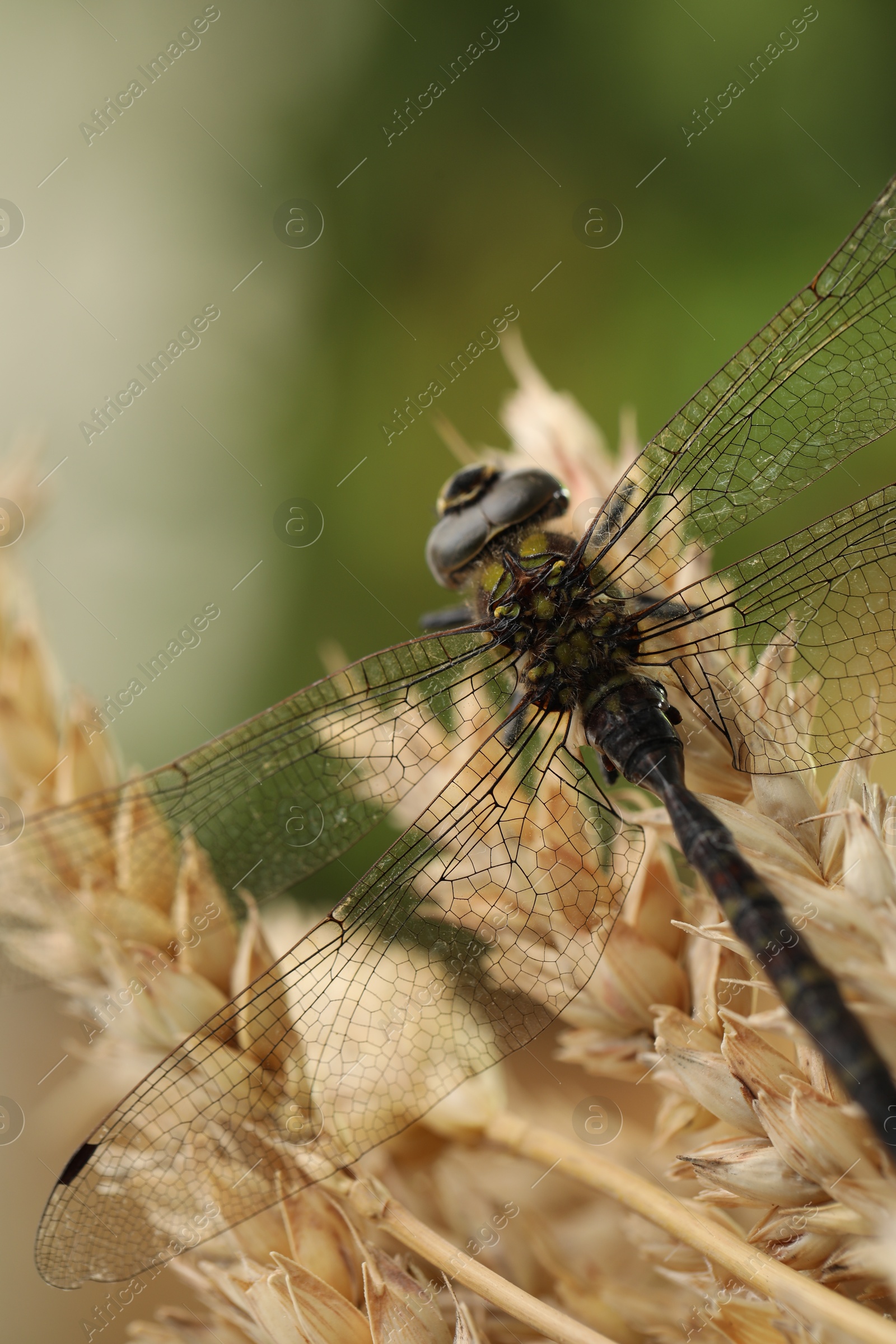 Photo of Beautiful dragonfly and spikes against blurred green background, macro view