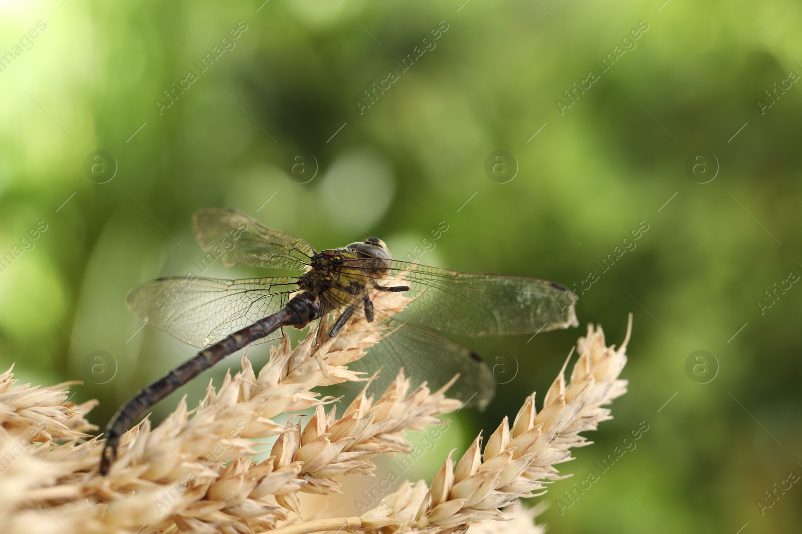 Photo of Beautiful dragonfly and spikes against blurred green background, macro view