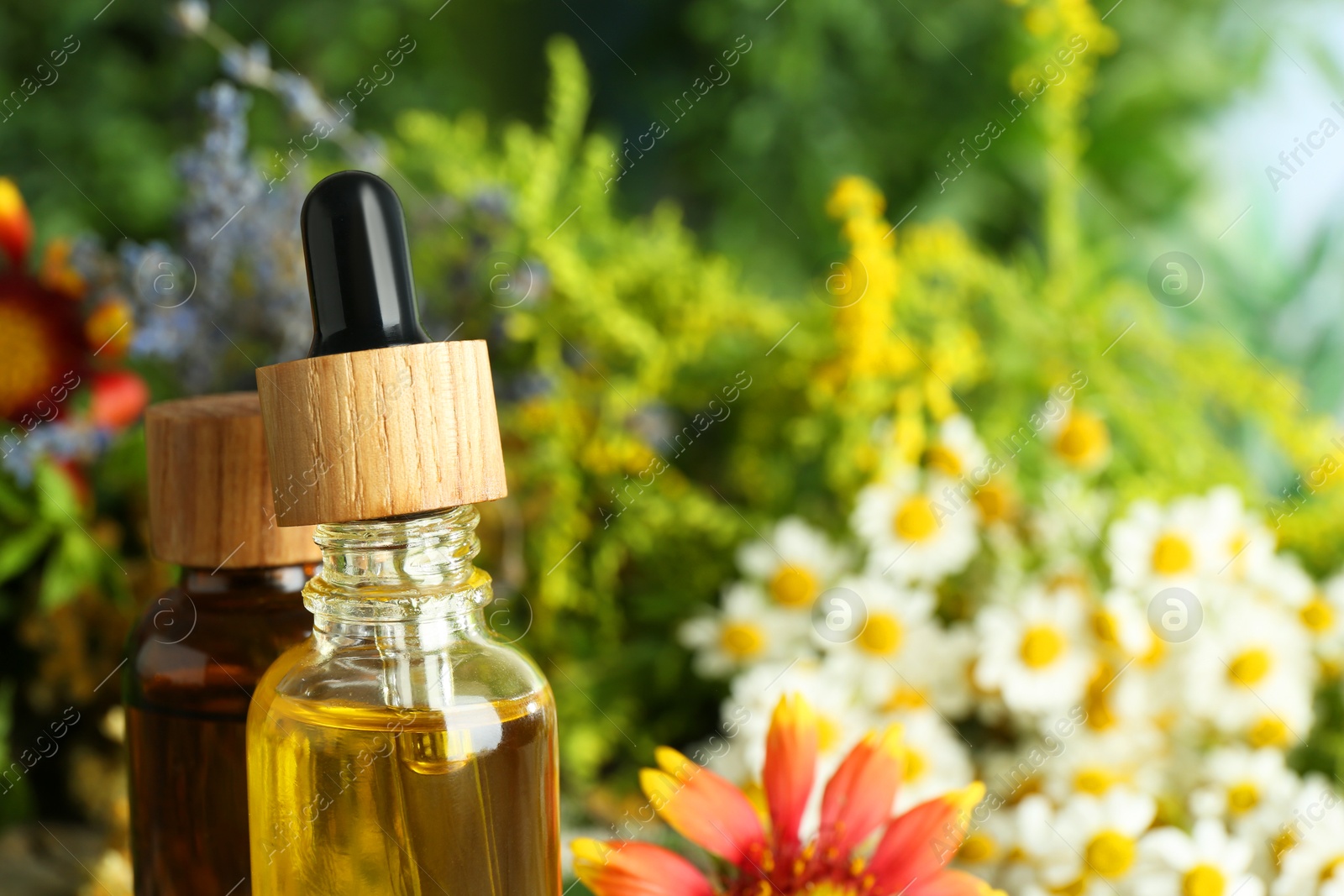 Photo of Tinctures in bottles and medicinal herbs on table, closeup