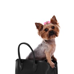 Photo of Cute Yorkshire Terrier dog in bag isolated on white