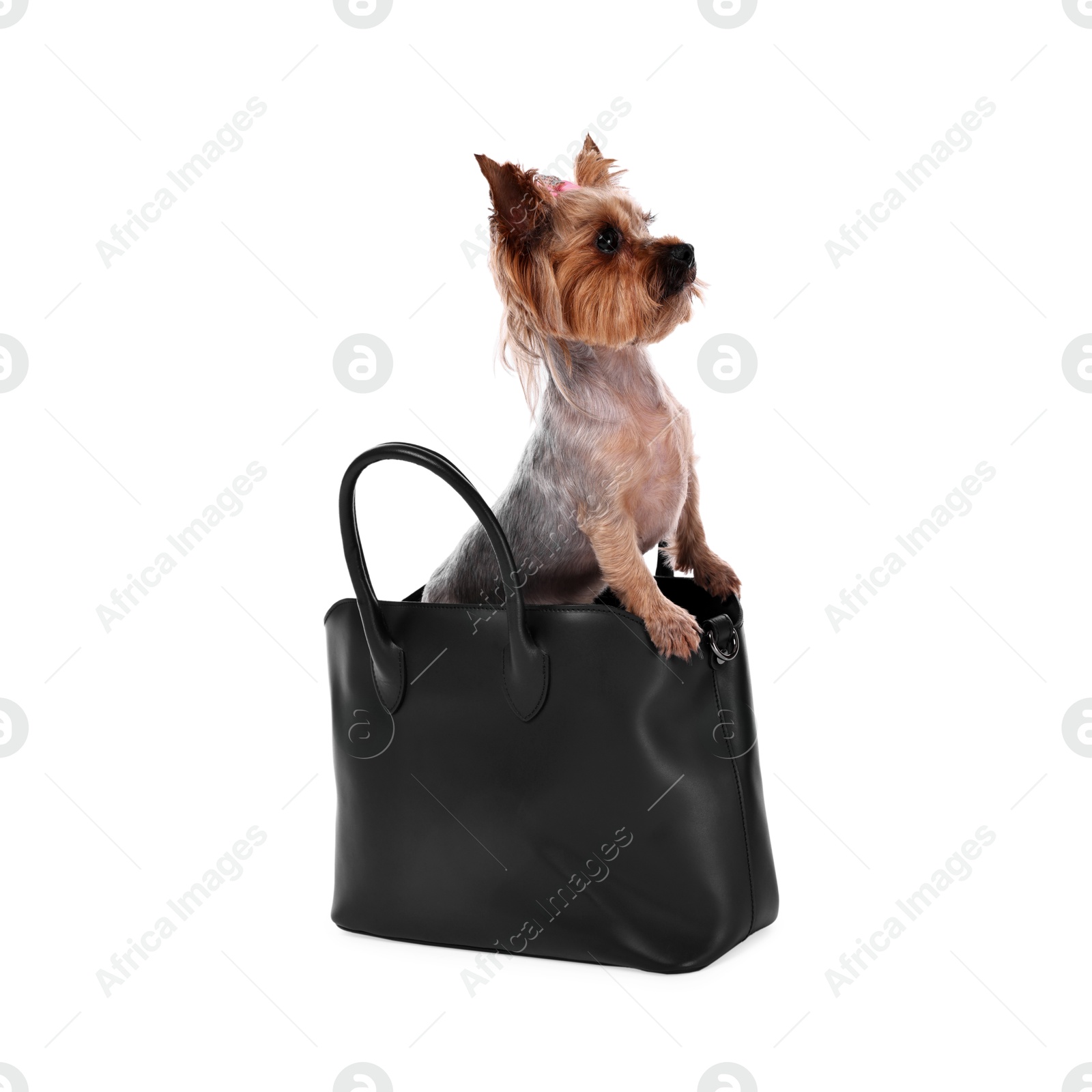 Photo of Cute Yorkshire Terrier dog in bag isolated on white