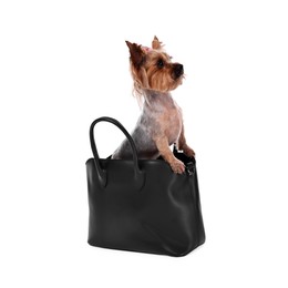 Cute Yorkshire Terrier dog in bag isolated on white