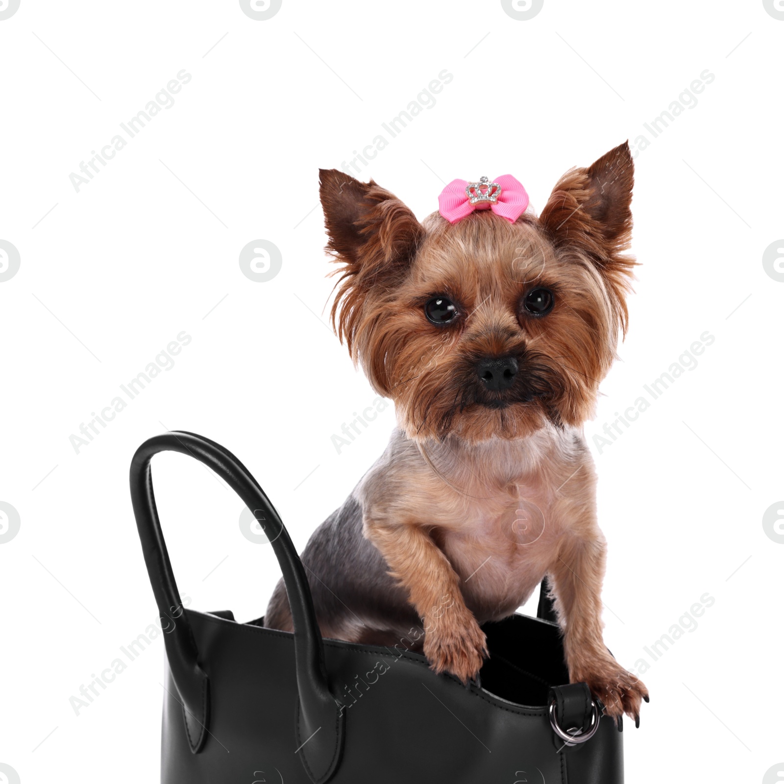 Photo of Cute Yorkshire Terrier dog in bag isolated on white