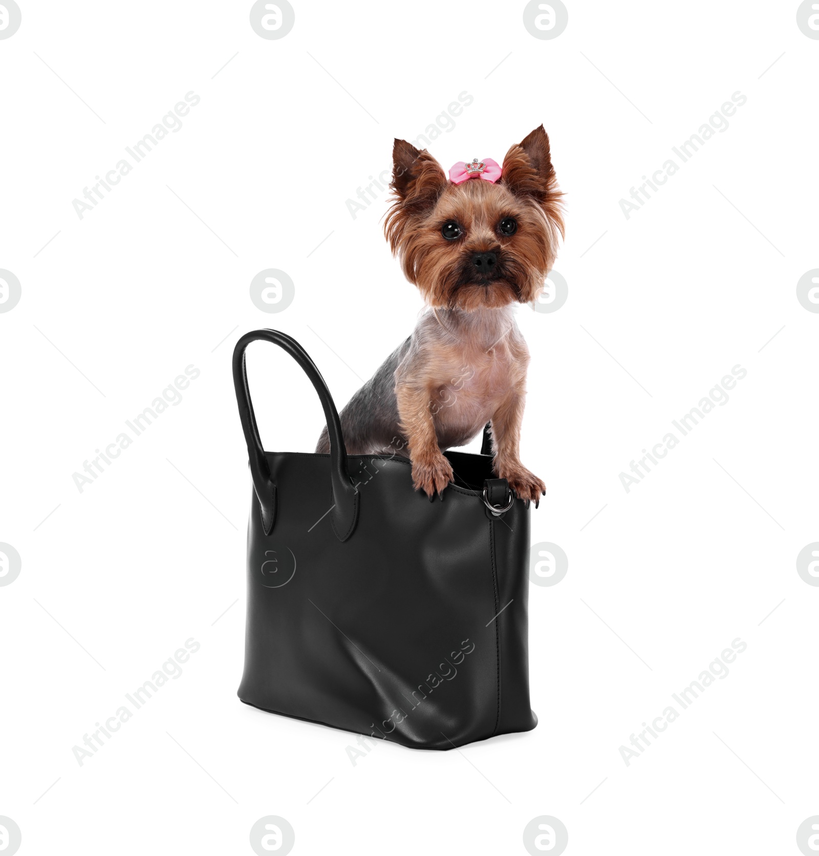 Photo of Cute Yorkshire Terrier dog in bag isolated on white