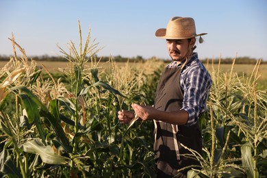 Photo of Farmer harvesting fresh ripe corn in field on sunny day