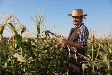 Photo of Farmer harvesting fresh ripe corn in field on sunny day