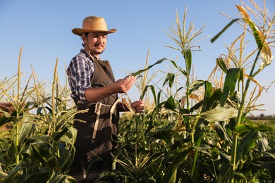 Farmer harvesting fresh ripe corn in field on sunny day