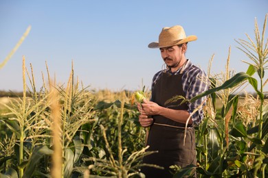 Photo of Farmer harvesting fresh ripe corn in field on sunny day