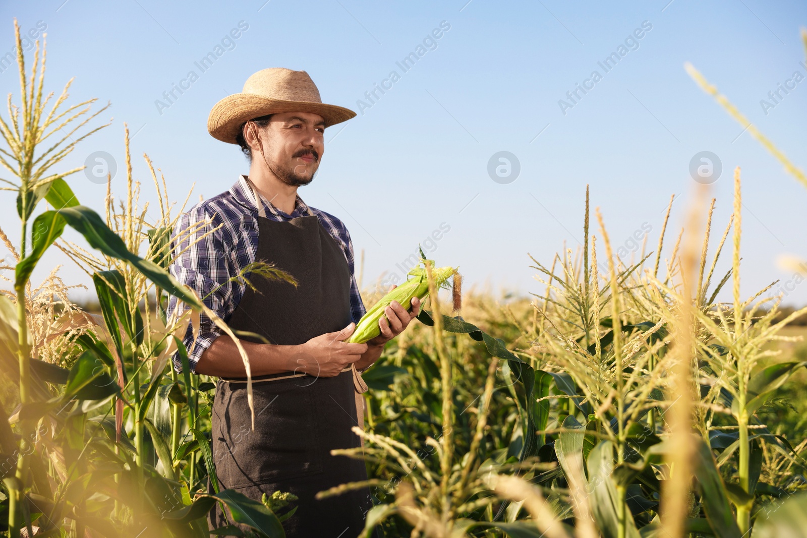 Photo of Farmer harvesting fresh ripe corn in field on sunny day