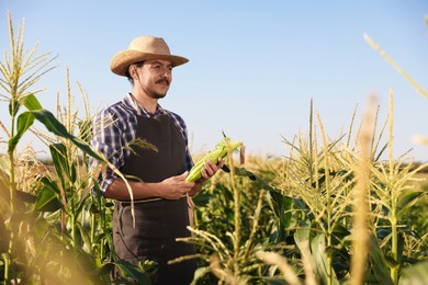 Farmer harvesting fresh ripe corn in field on sunny day