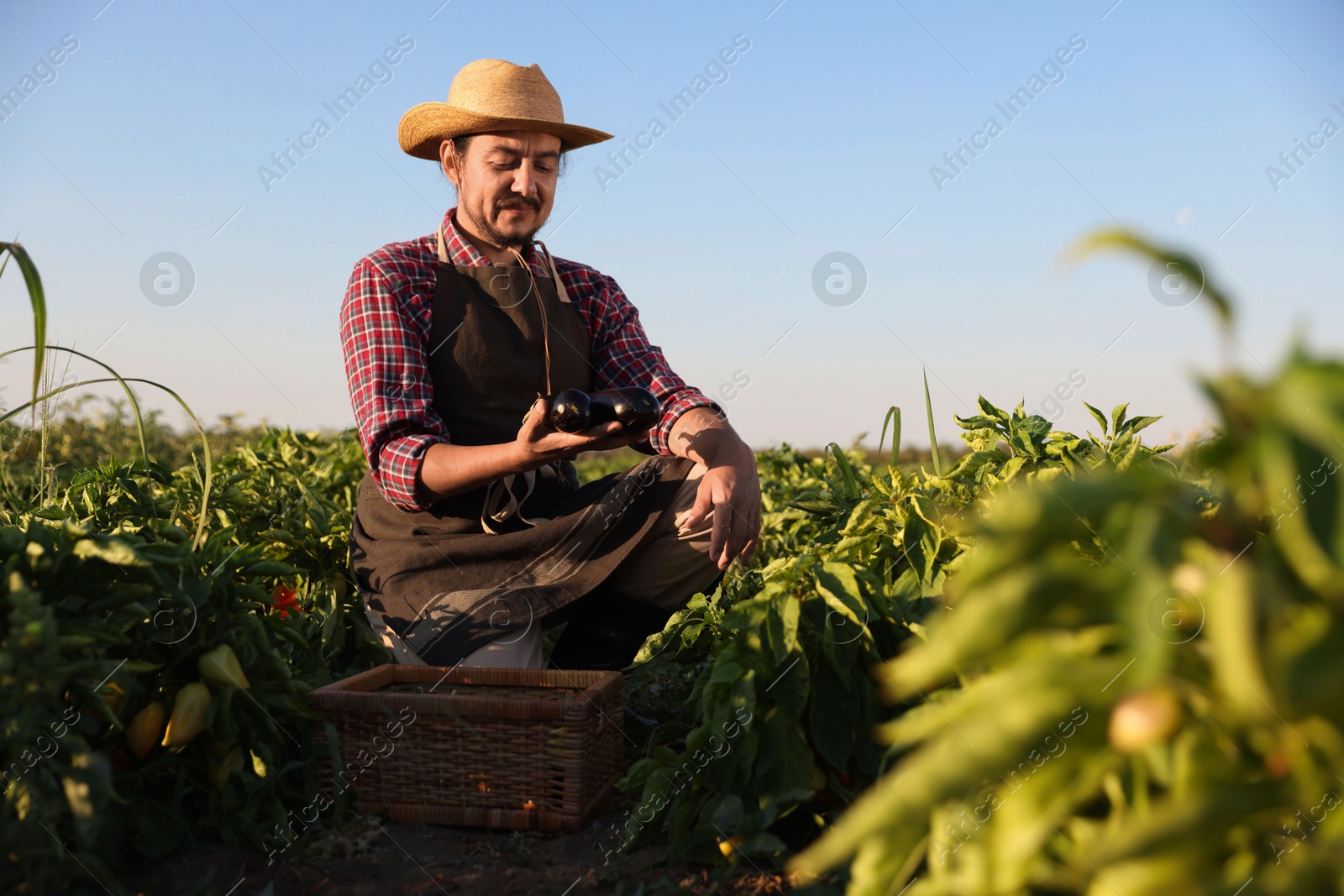 Photo of Farmer harvesting ripe eggplants in field on sunny day