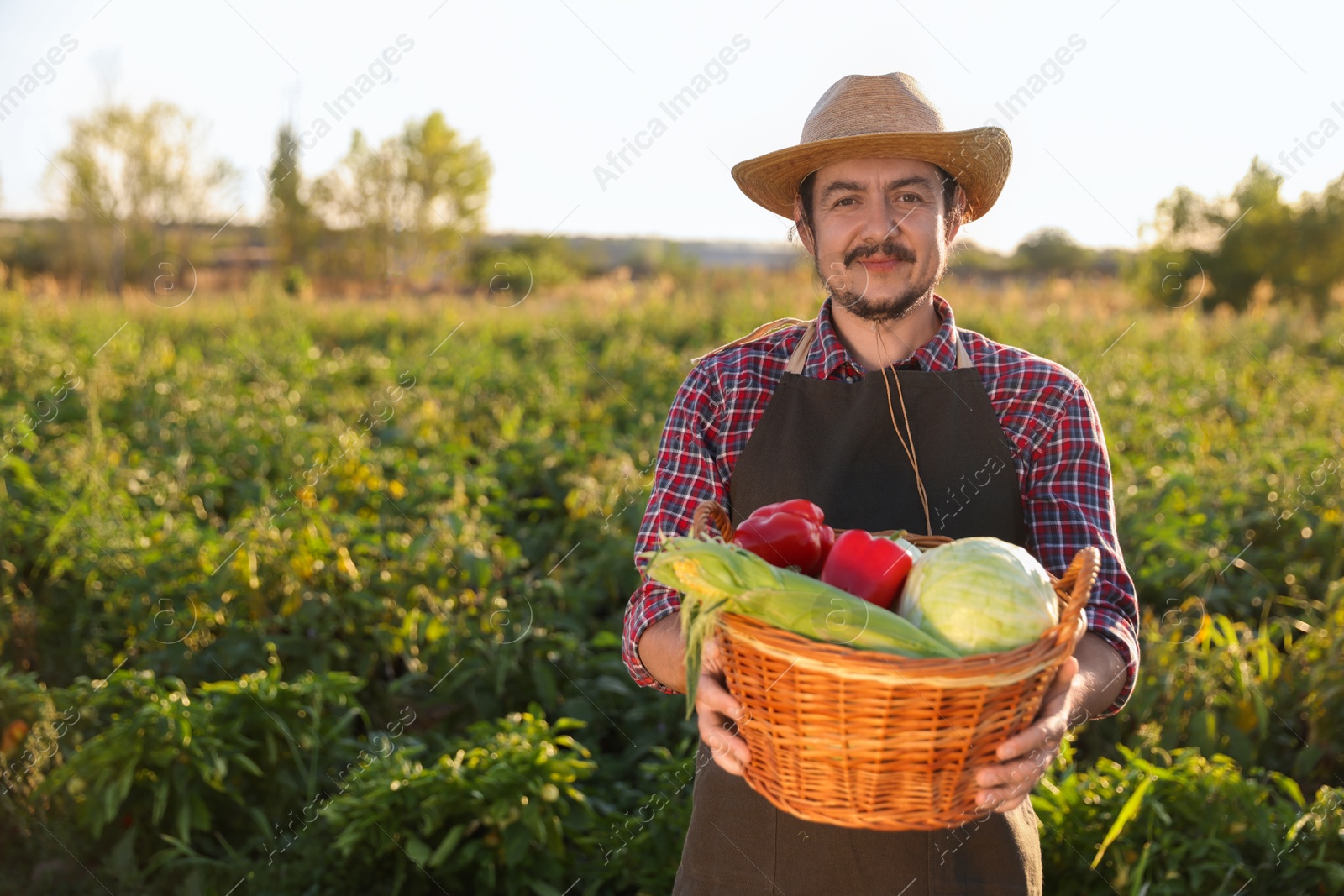 Photo of Harvesting season. Farmer with wicker basket of fresh vegetables in field on sunny day, space for text