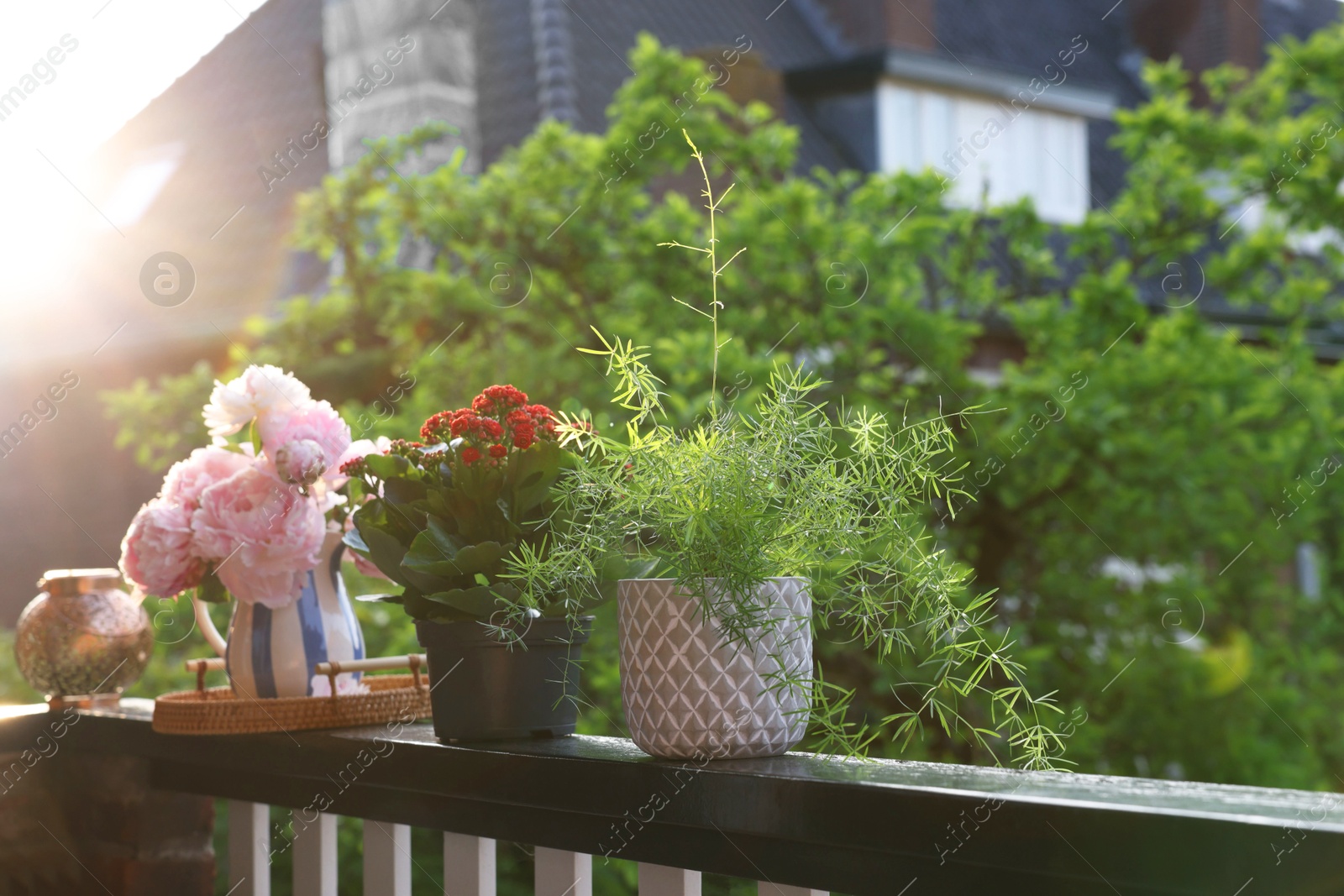 Photo of Balcony garden. Different plants on railings outdoors on sunny day