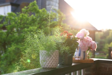 Balcony garden. Different plants on railings outdoors on sunny day