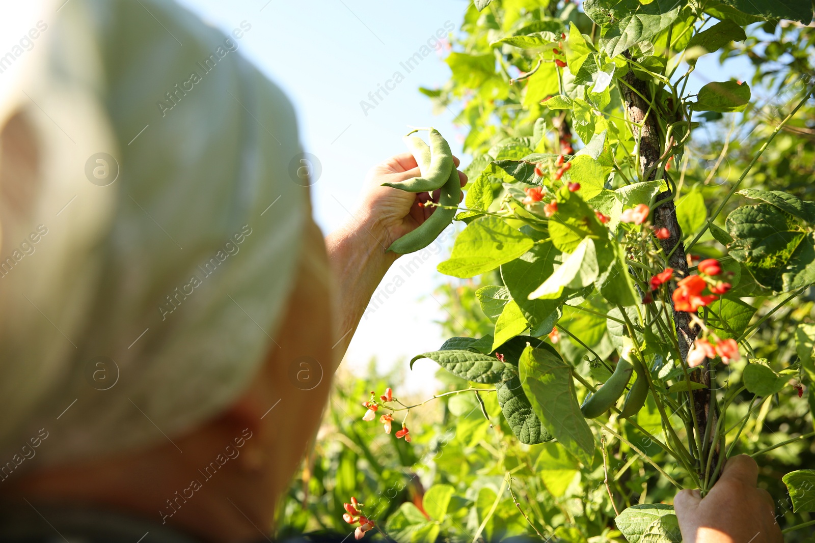 Photo of Senior farmer picking fresh pea pods outdoors, closeup