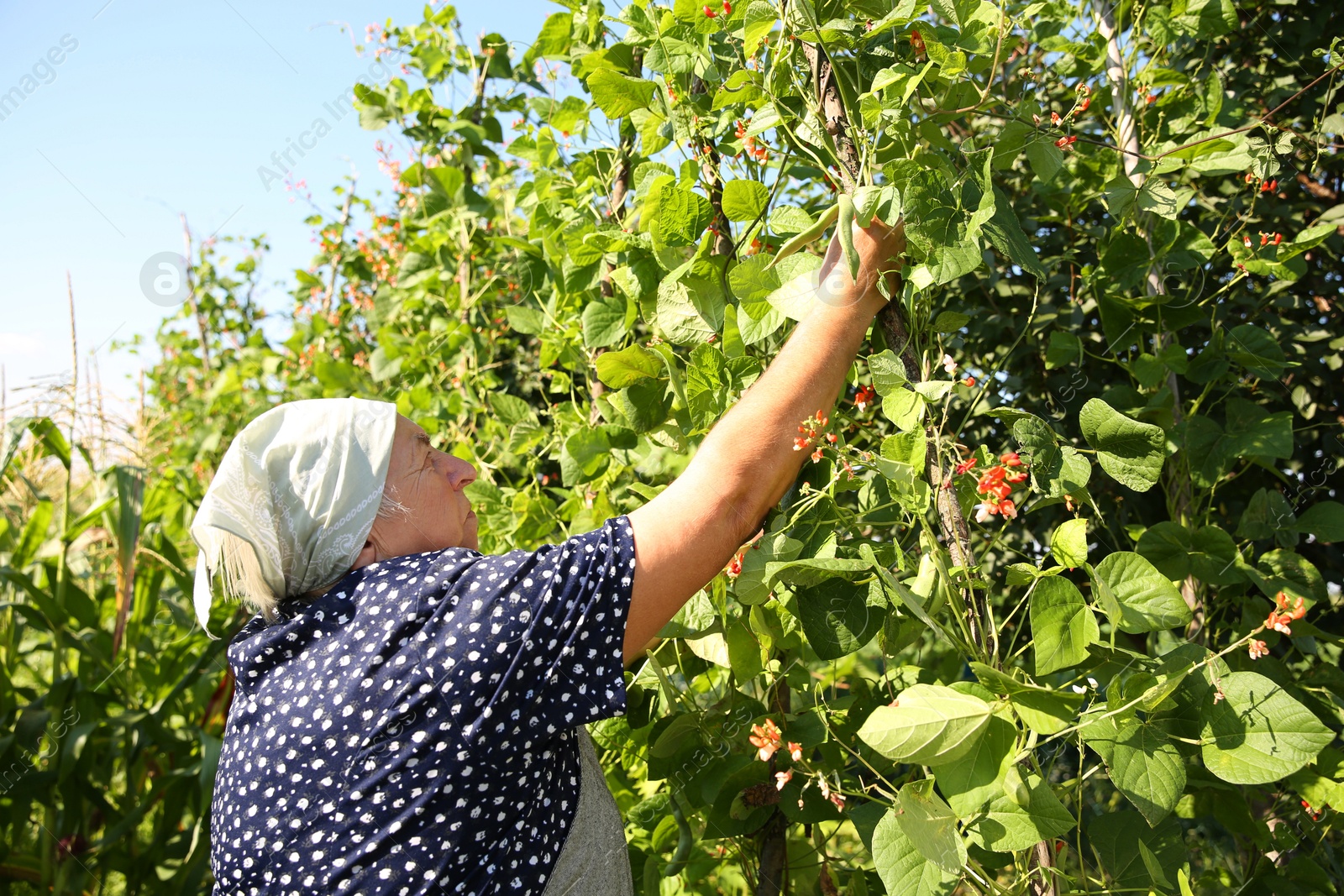 Photo of Senior farmer picking fresh pea pods outdoors