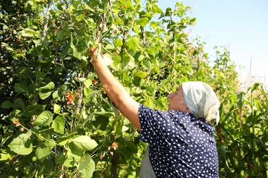 Photo of Senior farmer picking fresh pea pods outdoors