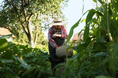 Senior farmer with wicker basket in garden