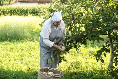 Senior farmer picking fresh ripe apples in garden