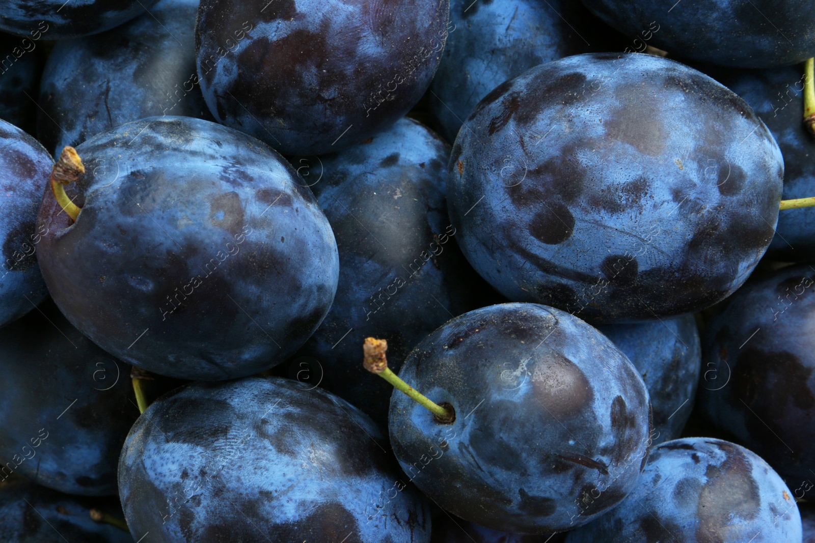 Photo of Many fresh plums as background, top view