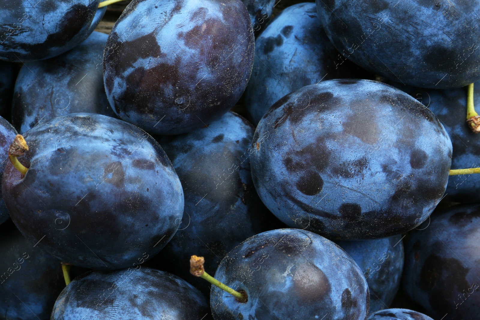 Photo of Many fresh plums as background, top view