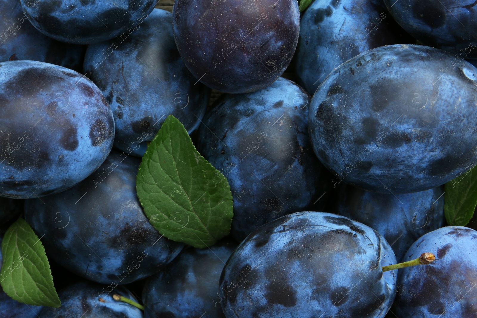 Photo of Many fresh plums and leaves as background, top view