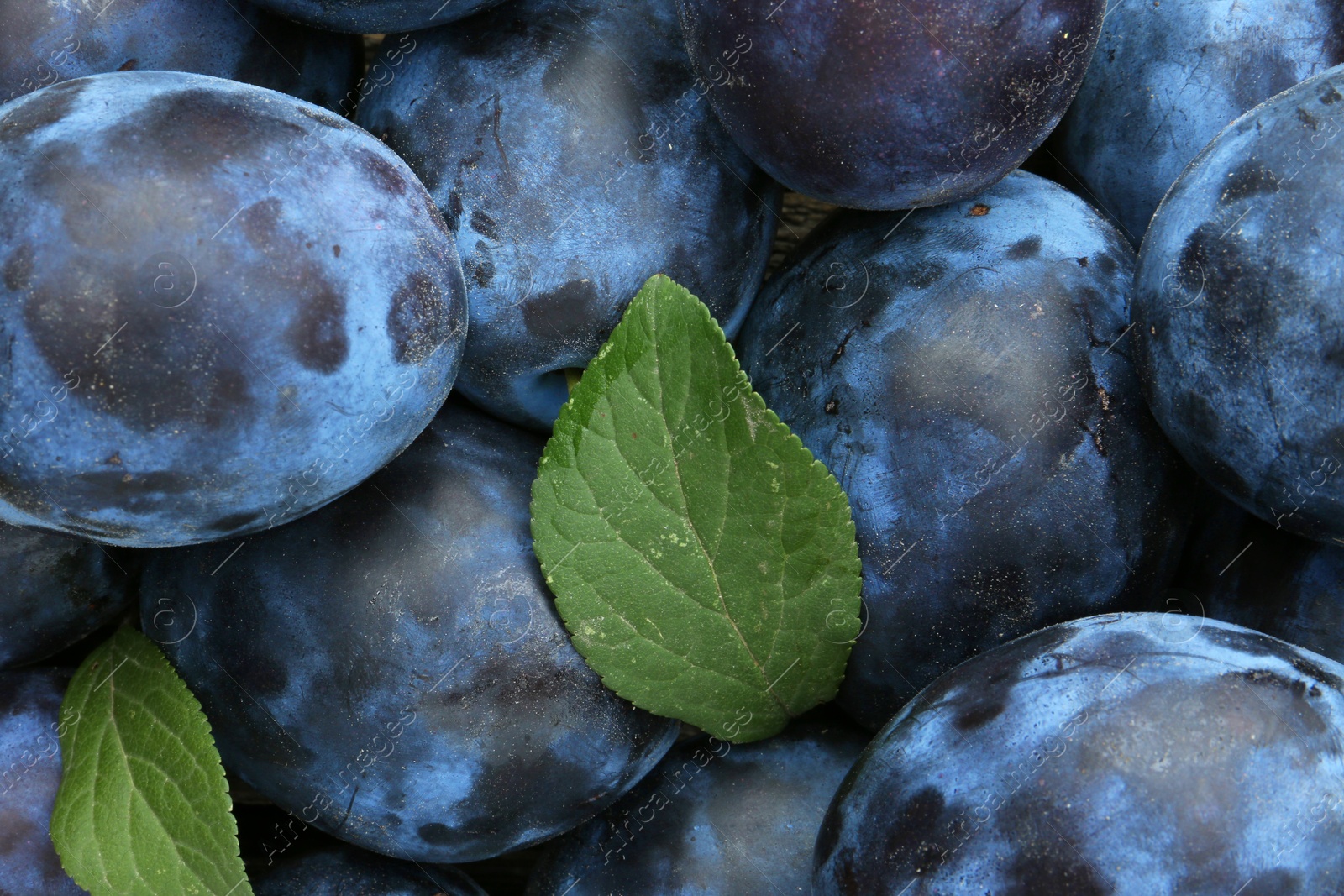 Photo of Many fresh plums and leaves as background, top view