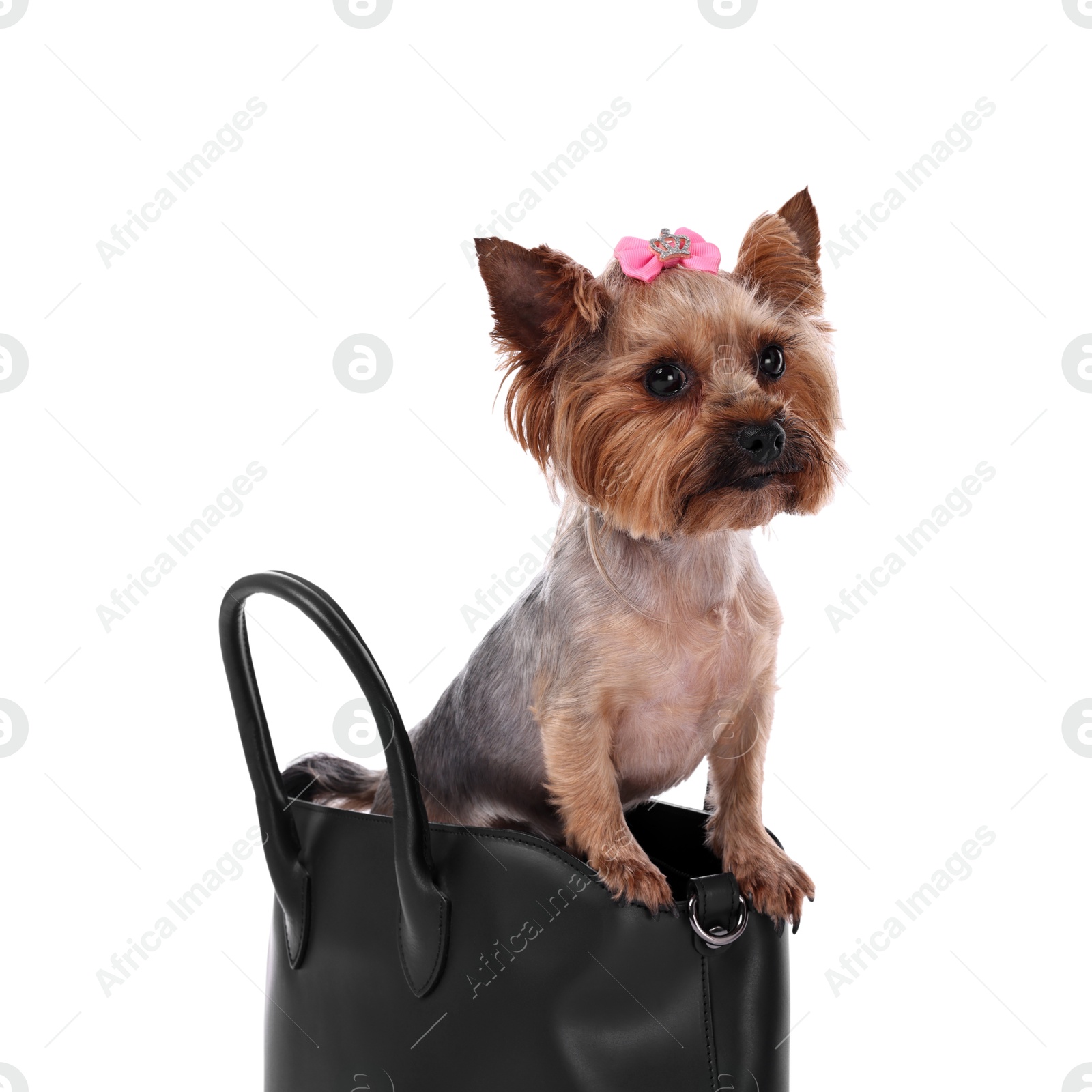 Photo of Cute Yorkshire Terrier dog in bag isolated on white